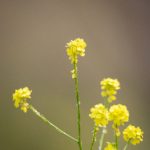 绿帽社入口 漫画:探索另类文化与幽默的奇妙世界 62u51zmwlq