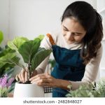 绿色导航地址发布页面玉米萝卜:探索健康饮食与可持续生活的新选择 9z6ririo0g