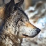 绿帽社视频:探索另类文化与人际关系的深度解析 a4n1ijg1