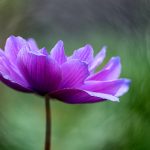 畅享无限乐趣,9 1漫画app带你进入漫画世界 e37r2y2y